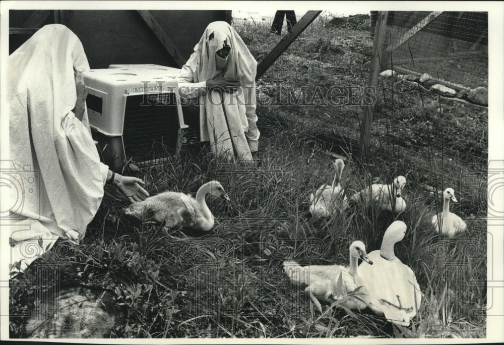 1989 Press Photo Biologists Sumner Matteson and Maureen Gross Watch Young Swans - Historic Images