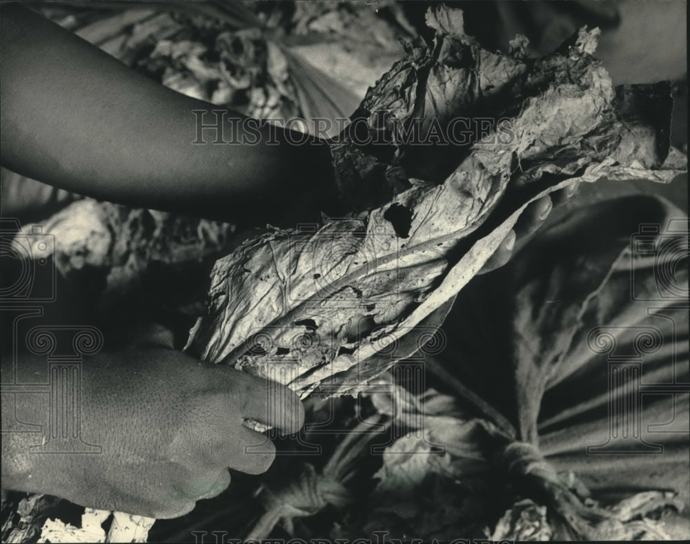 1986, Damaged tobacco leaves - mjc19004 - Historic Images