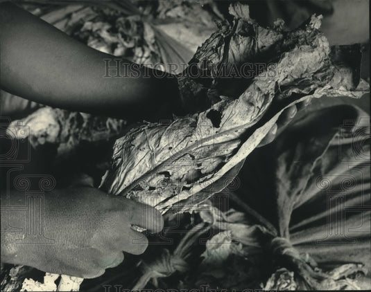 1986, Damaged tobacco leaves - mjc19004 - Historic Images