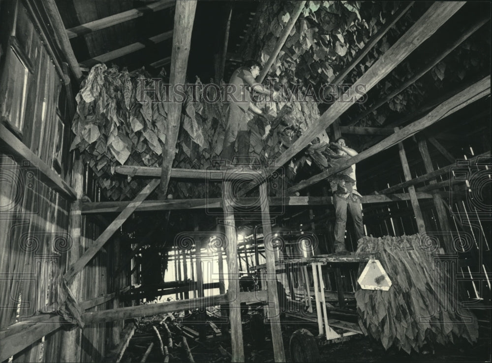 1986 Press Photo Interior of a tobacco drying shed - mjc19010 - Historic Images