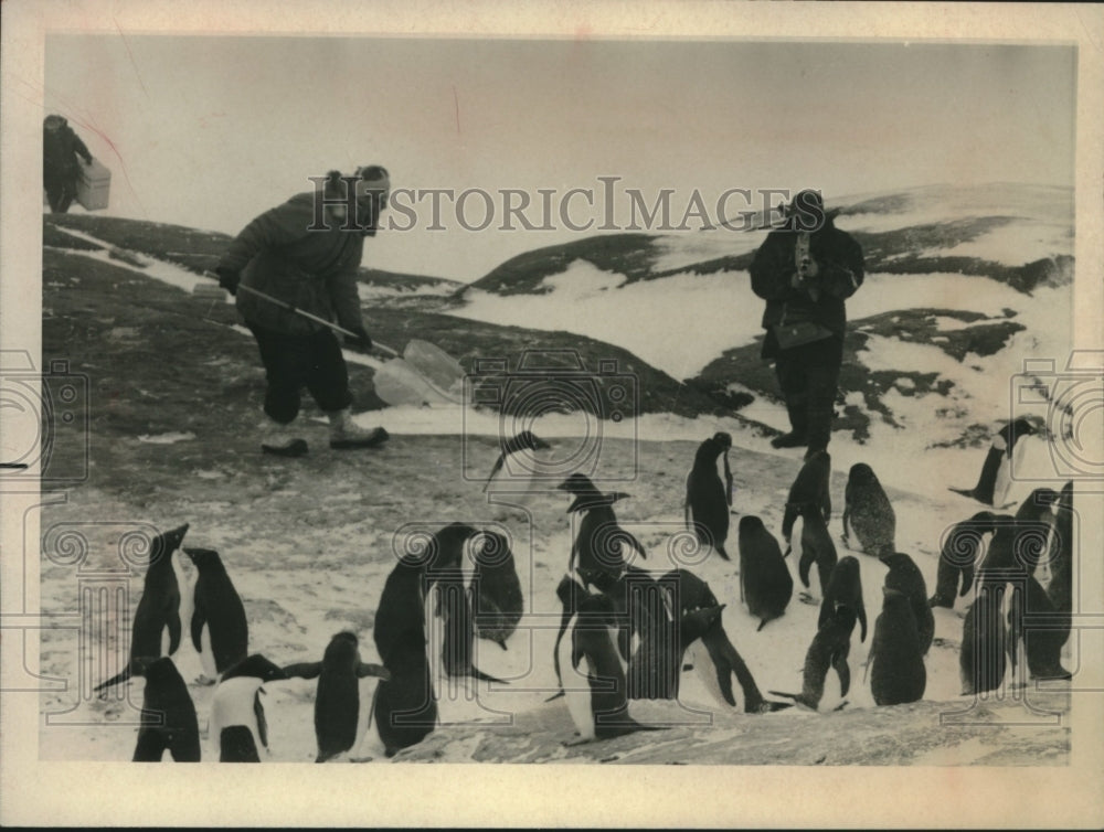 1964 Press Photo Adelie penguins being studied near Soviet Mirny station - Historic Images