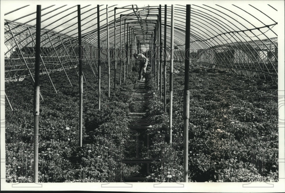 1989, Larry Ross of Val-Al Greenhouses Checks Mums in Greenhouse - Historic Images