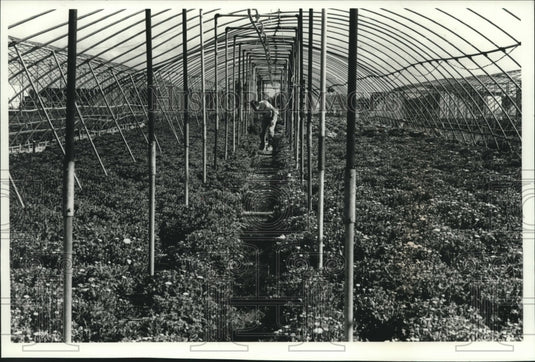 1989, Larry Ross of Val-Al Greenhouses Checks Mums in Greenhouse - Historic Images