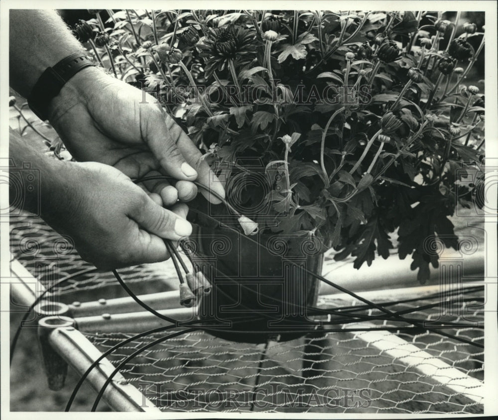 1989, Larry Ross of Val-Al Greenhouses Examines Watering System - Historic Images