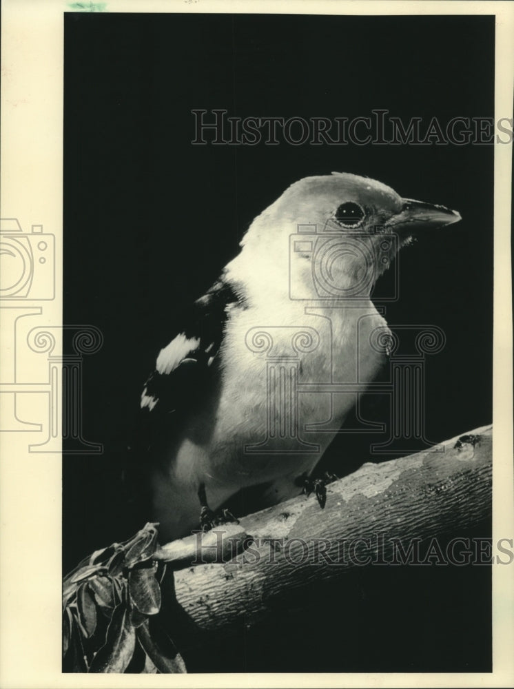 1987, Western Tanager bird sighted in California - mjc19699 - Historic Images