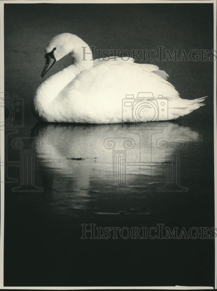 1988 Swan keeping warm on frozen pond on West Park Place. - Historic Images