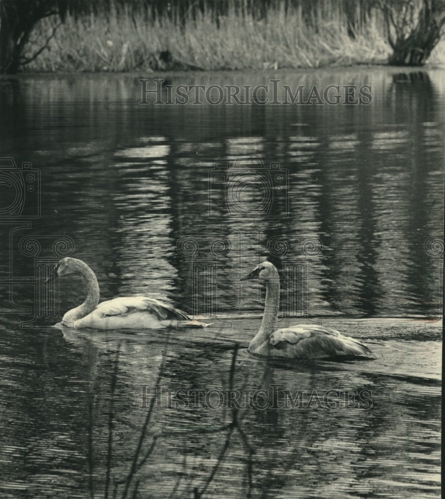 1988, Pair of trumpeter swans glided across Monastery Lake, Wisconsin - Historic Images