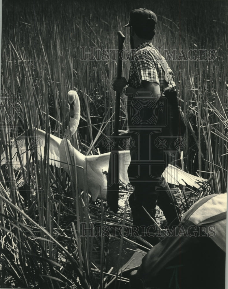 1987 Press Photo David Matheys with mute swan on Phantom Lake, WIsconsin - Historic Images