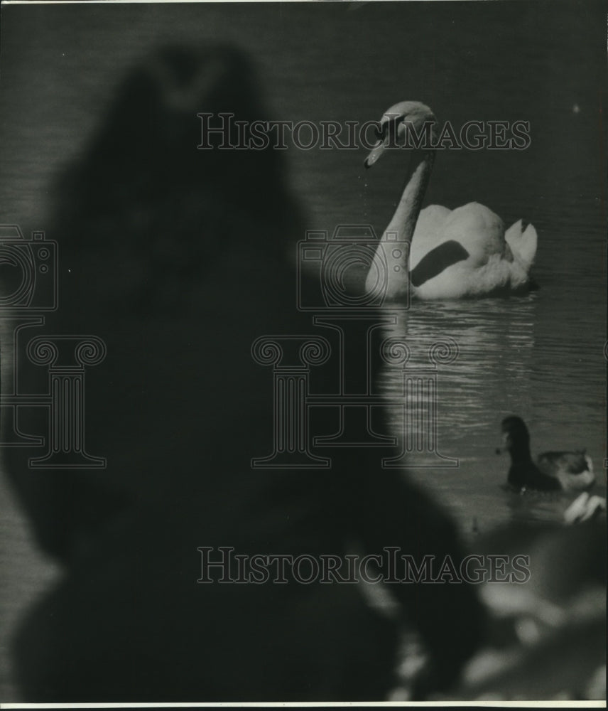 1994 Sam, last pet swan, at apartment complex in Oak Creek - Historic Images