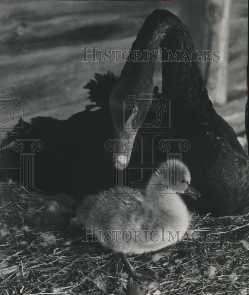 1961 Press Photo Black Swan Keeps Close Eye on Offspring at Green Bay Sanctuary - Historic Images