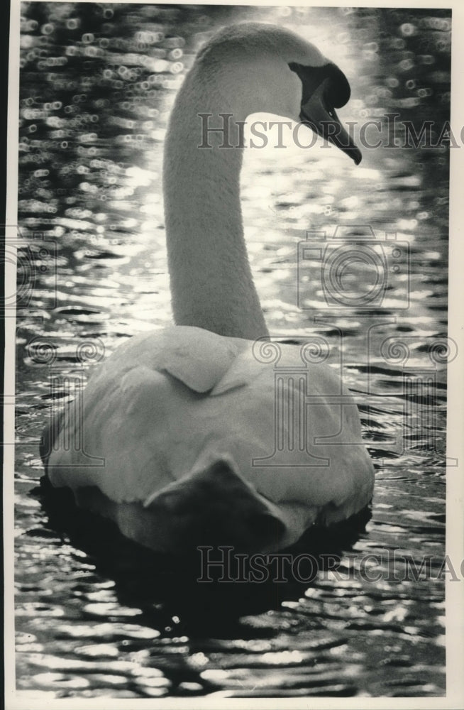 1989, Swan Swims on Lake Monona in Madison - mjc19746 - Historic Images