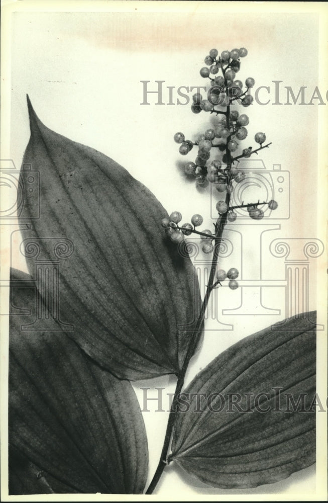 1979, False-Solomon&#39;s Seal in Shorewood, Wisconsin - mjc19837 - Historic Images