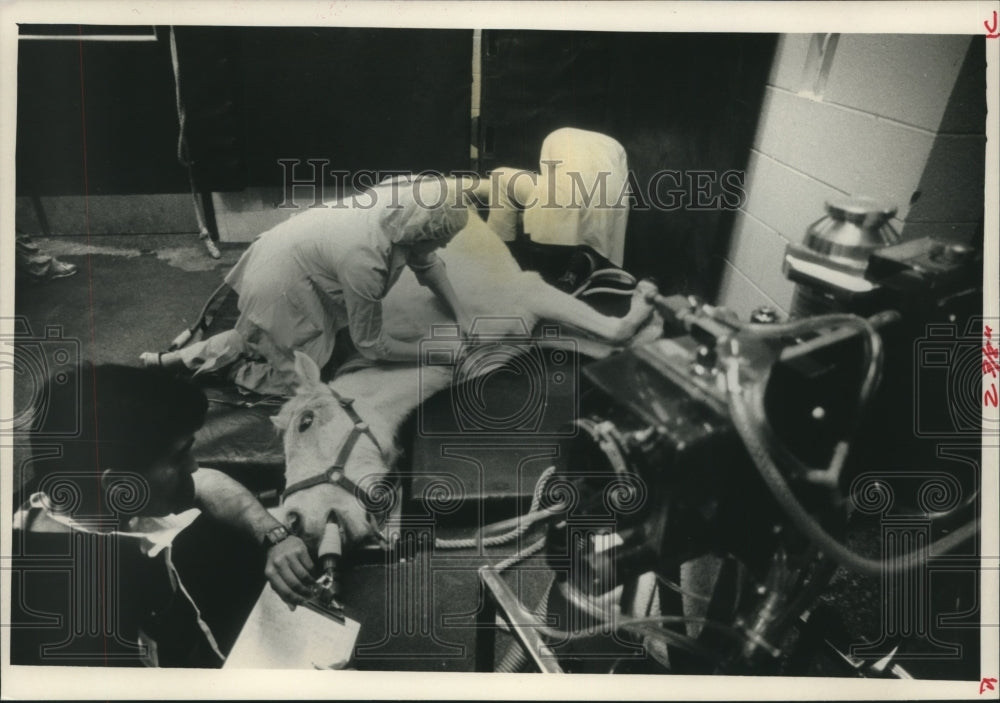 1989 UW-Madison veterinary student, Tom G Curro, replaces horse cast - Historic Images