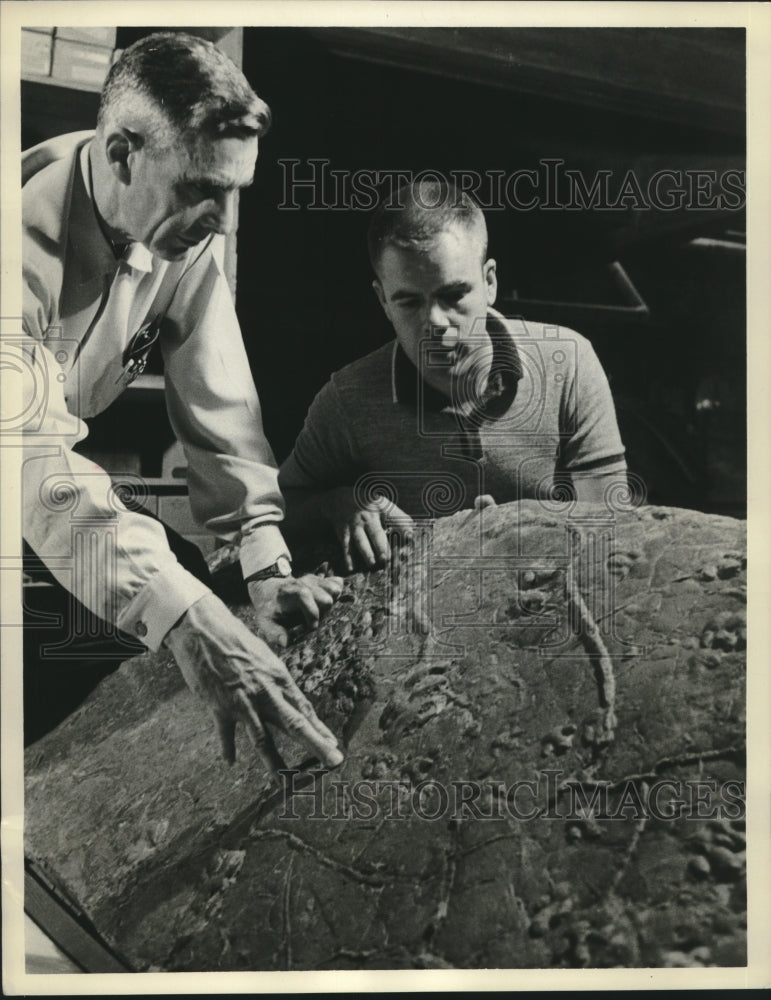 1961, Geologists examine strawberry slab containing mammal tracks - Historic Images