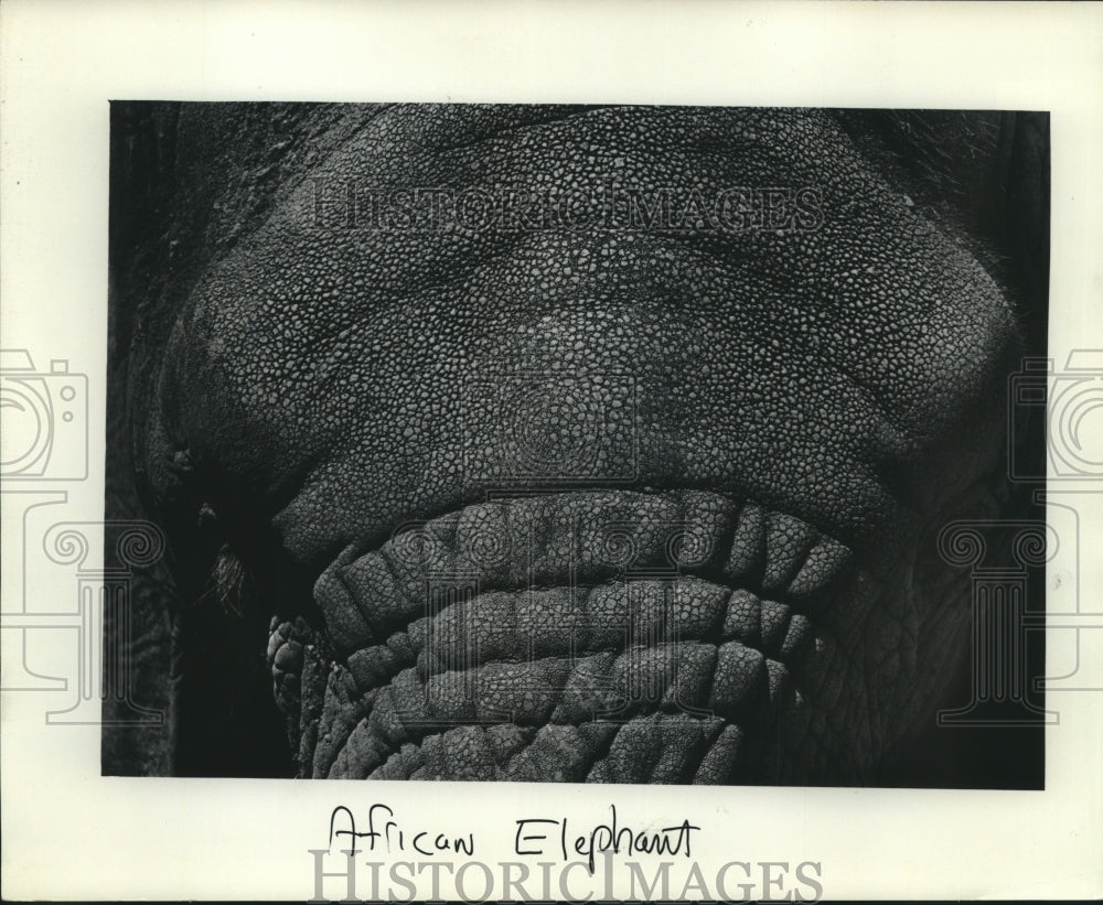 1983, African Elephant - mjc20983 - Historic Images