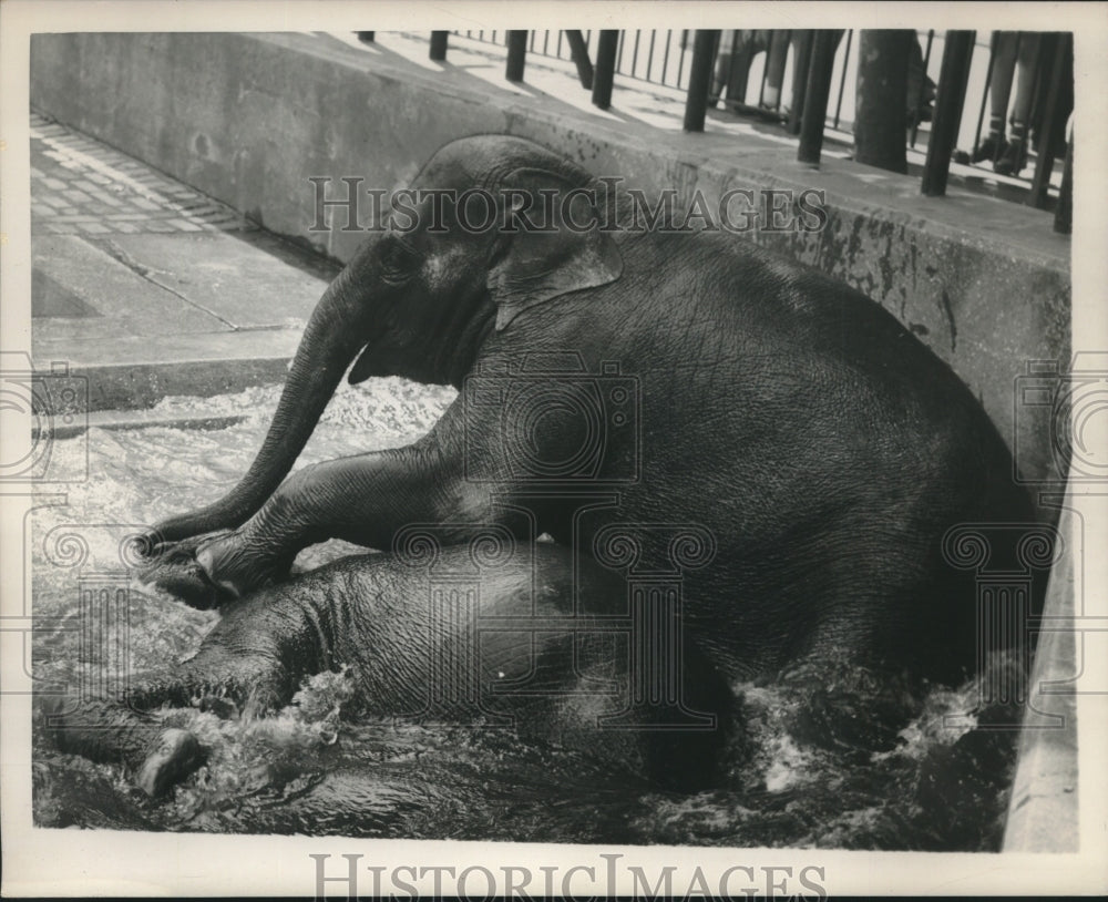 1952 Press Photo Elephant&#39;s playing in water at Central Park Zoo, New York - Historic Images