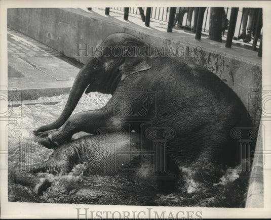 1952 Press Photo Elephant's playing in water at Central Park Zoo, New York - Historic Images