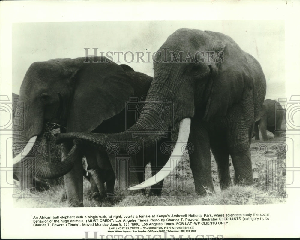 1985 African Elephants at Kenya&#39;s Amboseli National Park - Historic Images