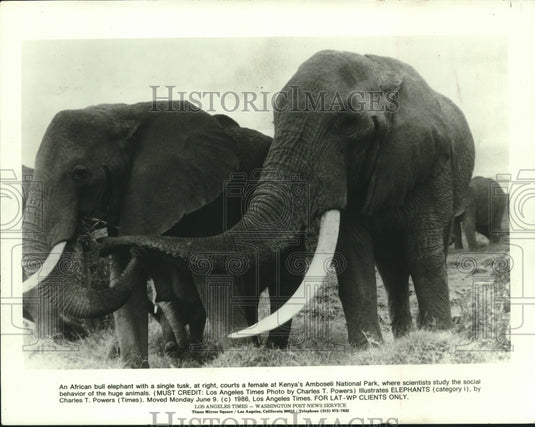 1985 African Elephants at Kenya's Amboseli National Park - Historic Images