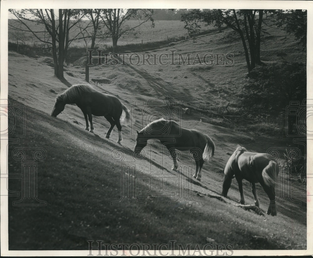 1960, Horses grazed near Colfax, Dunn County, Wisconsin - mjc21009 - Historic Images