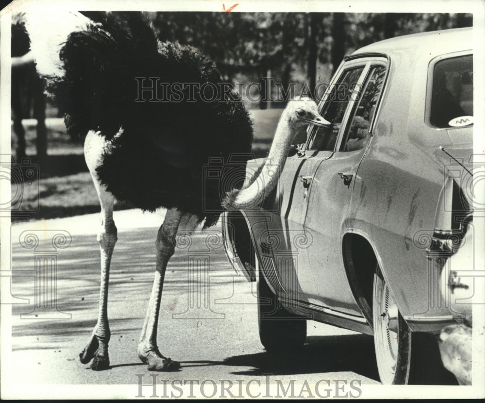 1973 Press Photo Ostrich at World of Animals drive through animal park, Texas - Historic Images