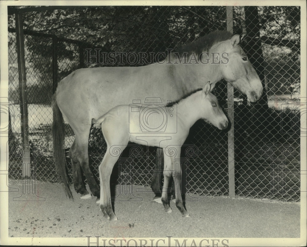 1965 Press Photo Equus Ferus horses at Hellabrun Zoo in Munich, Germany - Historic Images