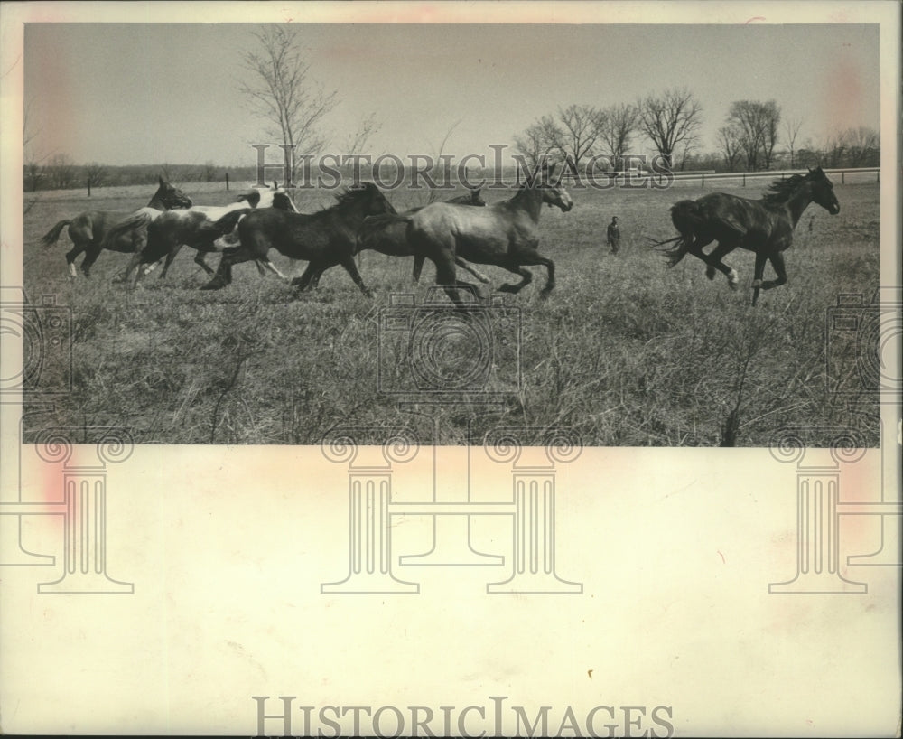 1969 Press Photo Herd of horses running in Waukesha County, Wisconsin - Historic Images