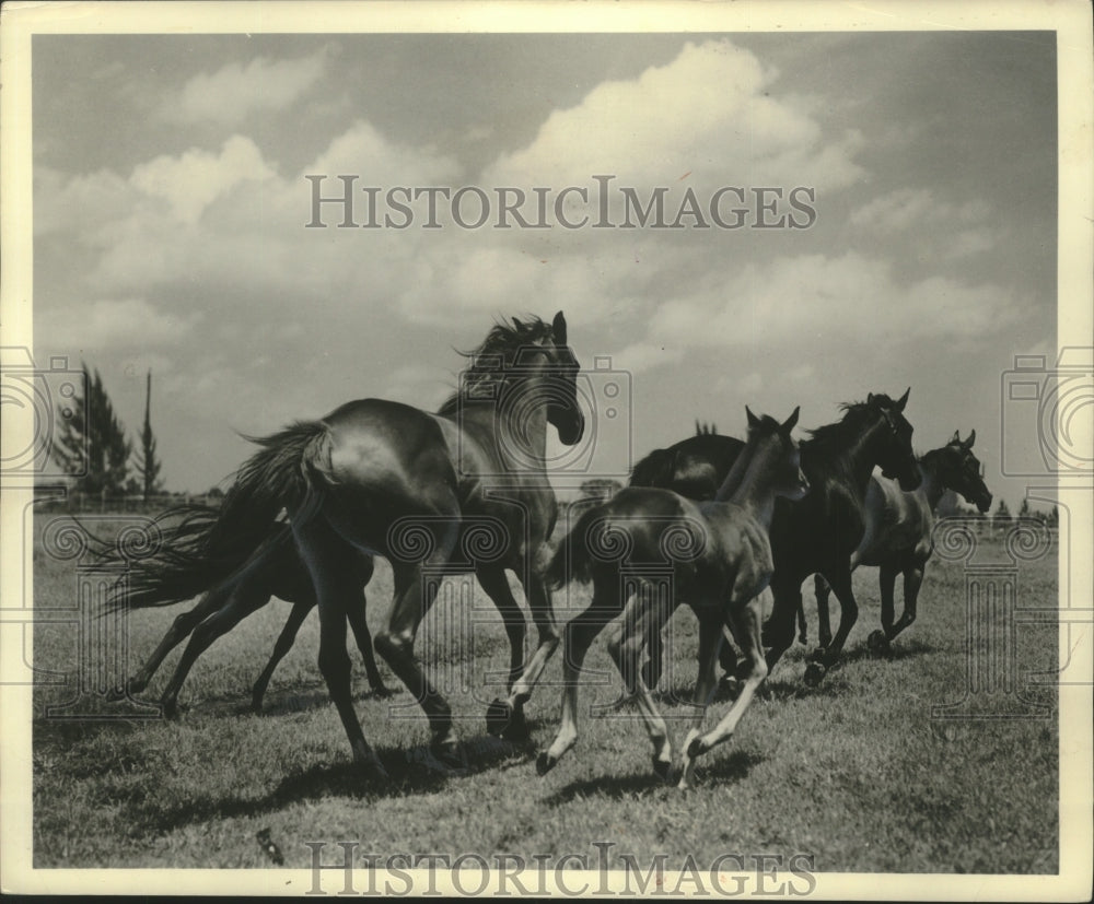 1959 Press Photo Horses running - mjc21160-Historic Images