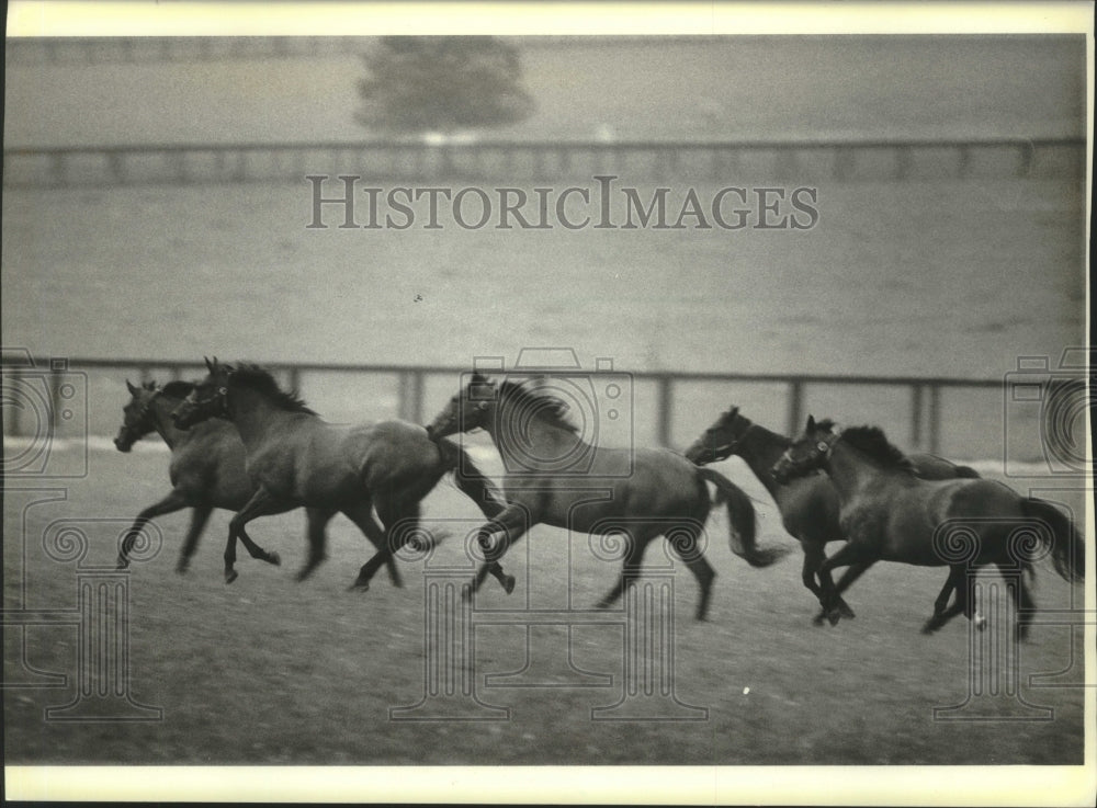 1985 Horses romp at Hurstland Farm, Woodford County, Kentucky. - Historic Images