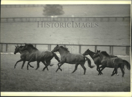 1985 Horses romp at Hurstland Farm, Woodford County, Kentucky. - Historic Images