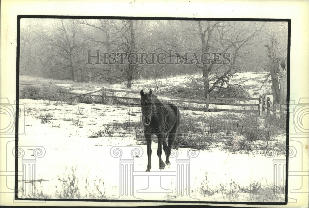 1983 A horse in a snow covered pasture, in Dunn in Dane County. - Historic Images