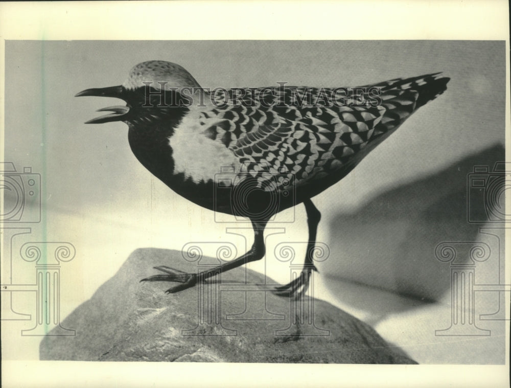 1986 Marcus Schultz carving of a black bellied plover, Wisconsin - Historic Images