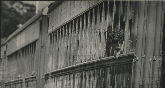 1978, Man Rides Panama Railroad, Head Out The Window in Panama - Historic Images