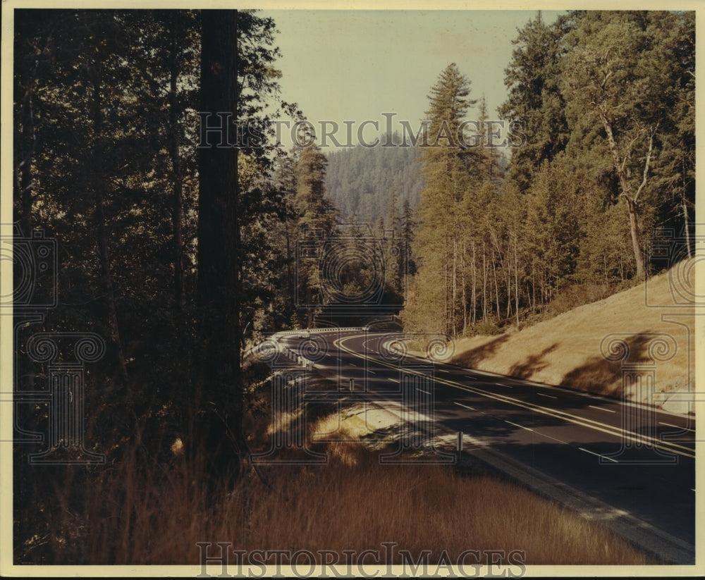 1967, Redwood trees along a California road - mjc21694 - Historic Images