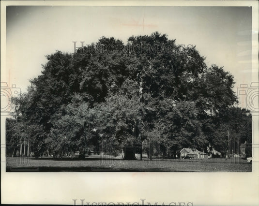 1983 Press Photo Elm tree one of the largest in Wisconsin suffering from old age - Historic Images
