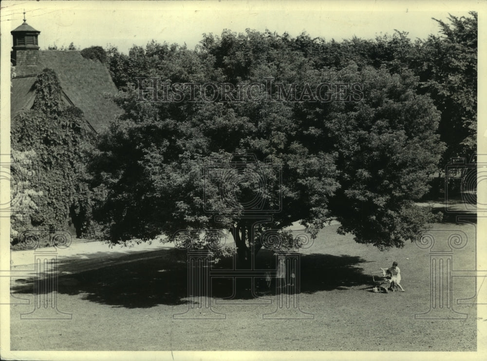 1943, Box Elder tree at McKinley Beach, Milwaukee, Wisconsin - Historic Images