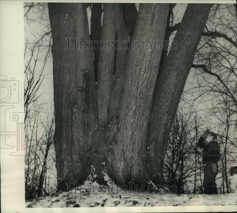 1963 Press Photo John Werner of Logansport, IN viewing large elm tree - Historic Images