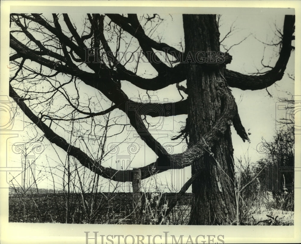 1982 Indian marker tree - Historic Images