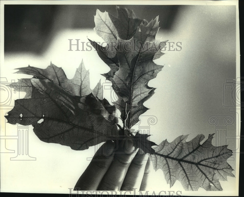 1990, Leaves of diseased tree from Chlorosis - mjc21712 - Historic Images
