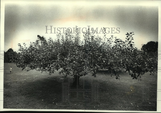 1989 Press Photo Apple tree in West Bend, Wisconsin - mjc21718 - Historic Images