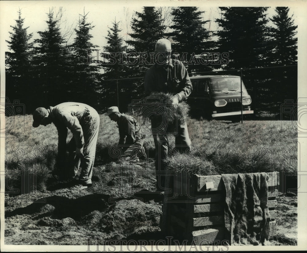 1965 Press Photo Workers Put Norway Seedlings Into Crates At Hugo Sauer Nursery - Historic Images