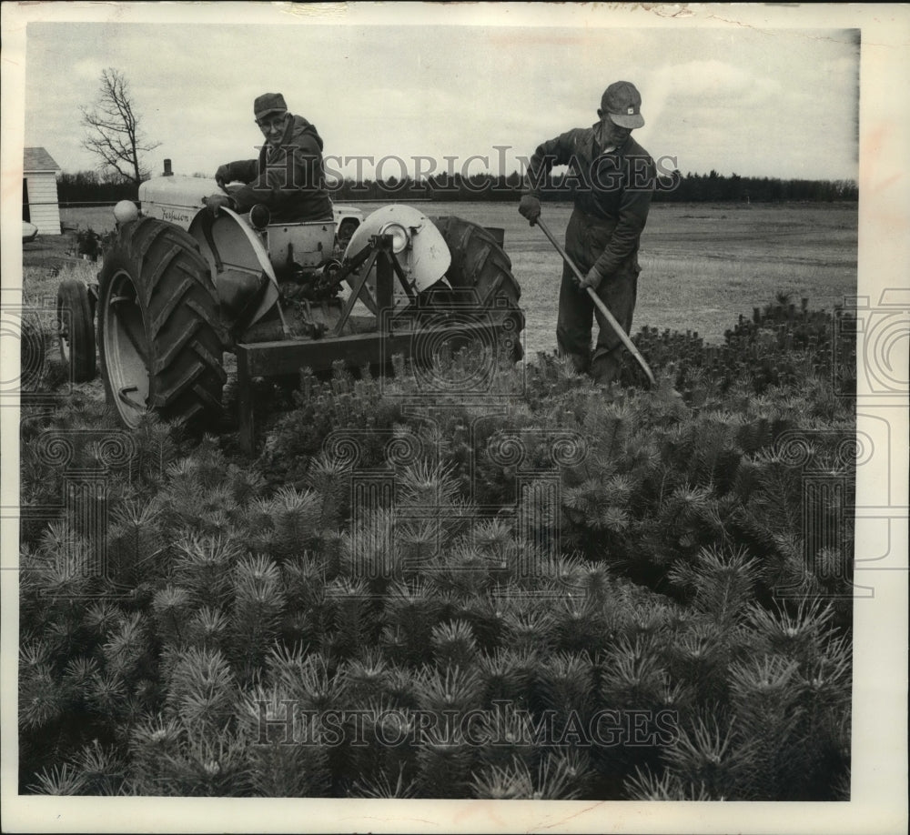 1966 Press Photo Merle Detlor With Orin Kliest Uses Tractor To Loosen Seedlings - Historic Images