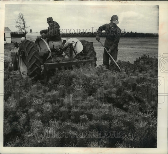 1966 Press Photo Merle Detlor With Orin Kliest Uses Tractor To Loosen Seedlings - Historic Images