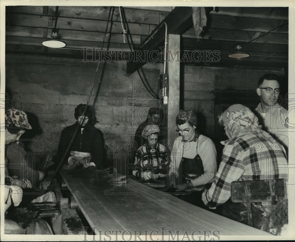 1965 Press Photo Women Count, Sort, And Band Trees Together In Bunches Of Five - Historic Images