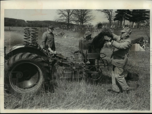 1966 Press Photo Planting of Christmas trees. Blum nurseries of Waupaca, WI - Historic Images
