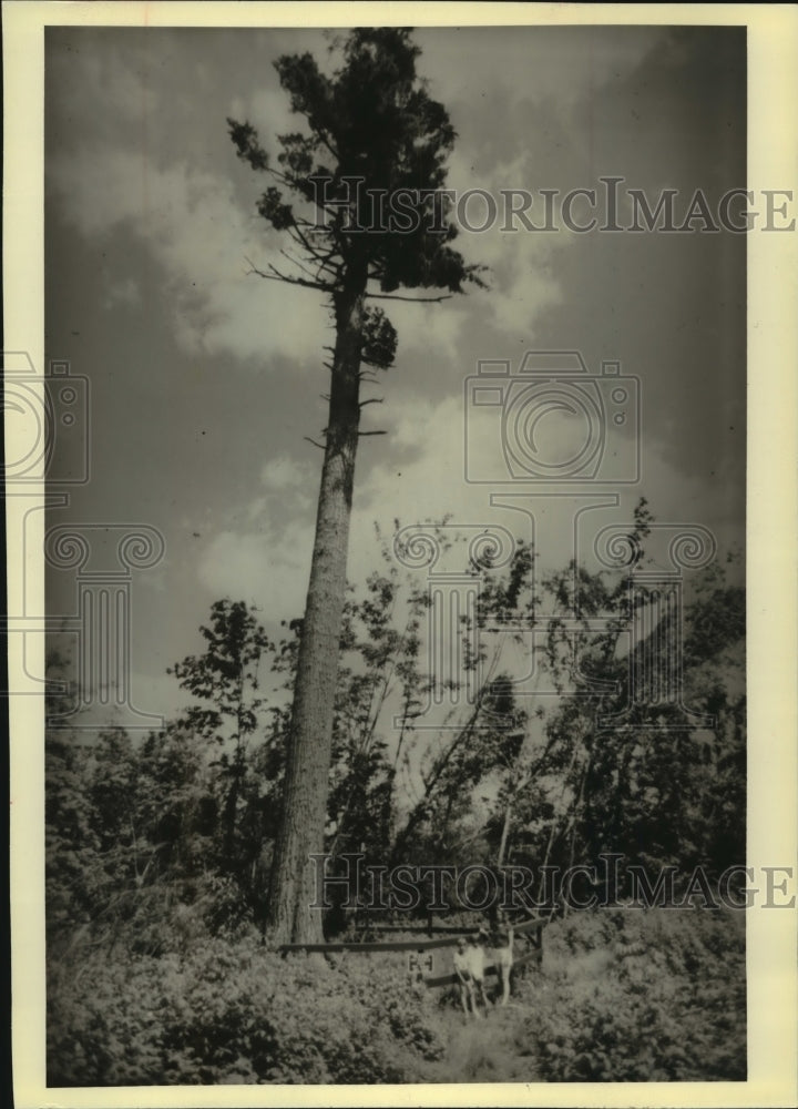 1978 Tall White Pine Tree In Flambeau River State Forest - Historic Images