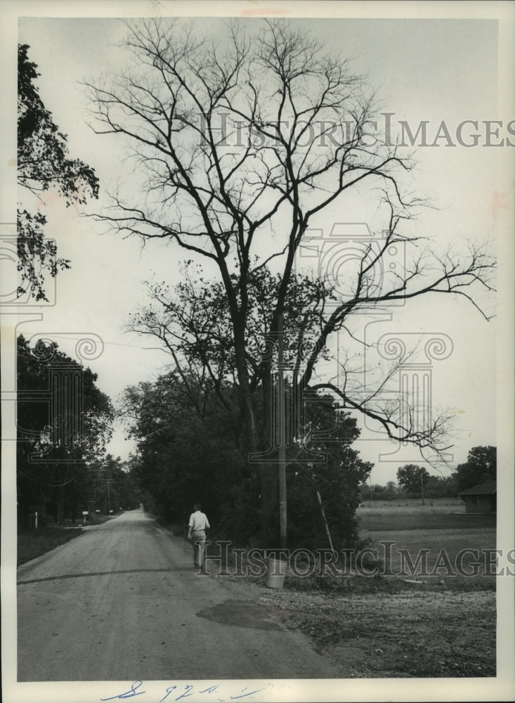 1962 Press Photo Elm tree with Dutch elm disease, Wisconsin - mjc22348 - Historic Images