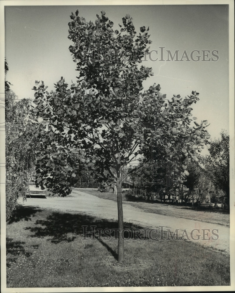 1962, Tulip tree in bloom, Wauwatosa, Wisconsin - mjc22351 - Historic Images