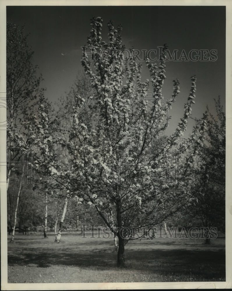 1950, Beauty crabapple tree in full bloom - mjc22352 - Historic Images