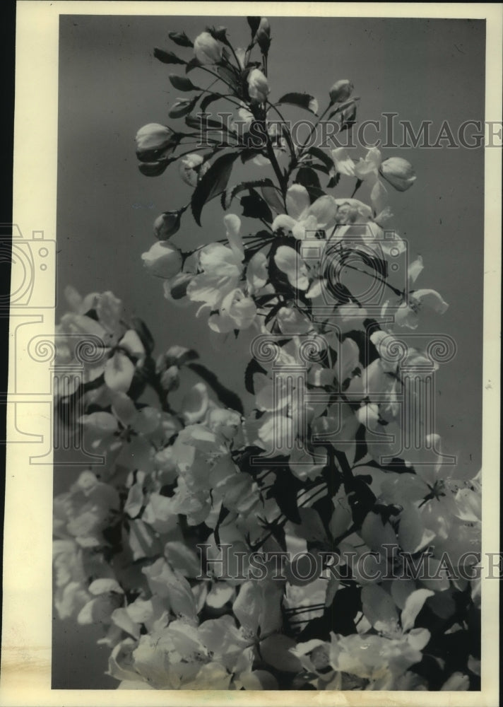 1985, Crabapple tree blossoms - mjc22353 - Historic Images